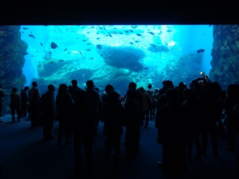 仙台うみの杜水族館