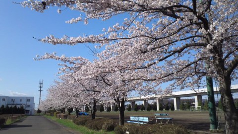 グラウンド脇の桜並木、満開です！