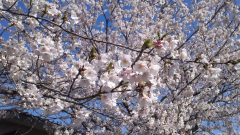 青空に桜が映えますね