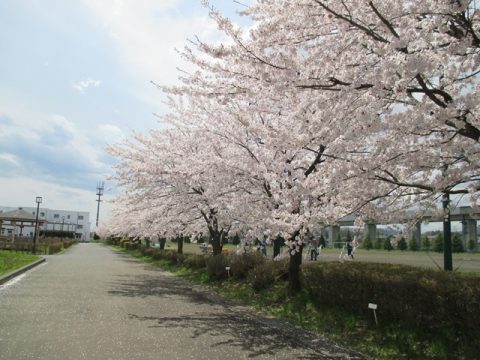 グラウンド脇桜01